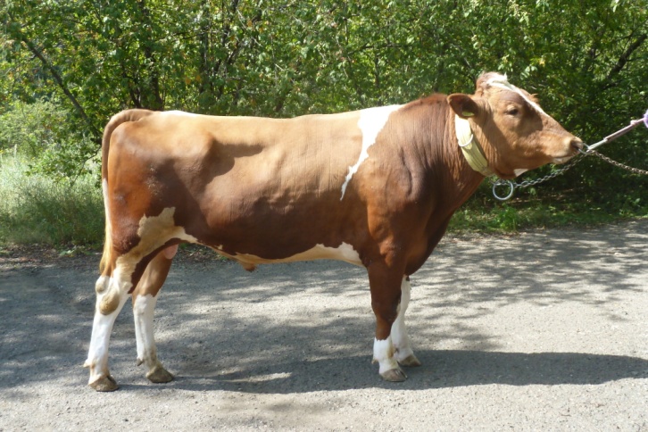 ТИМОН 6667 ET КСГФ-236